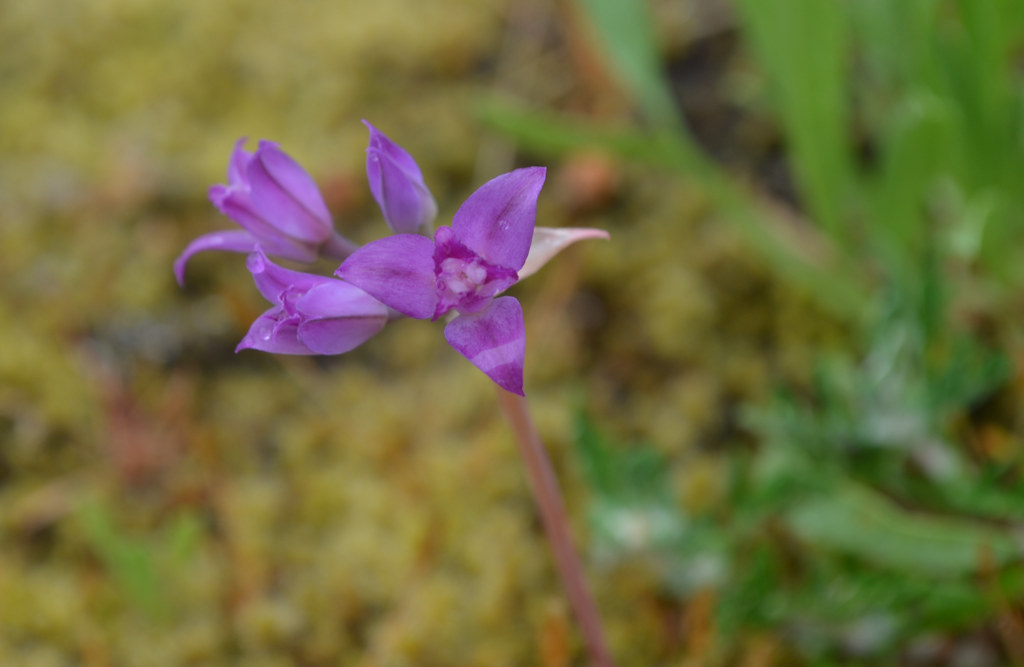 San Juan Islands boat ride