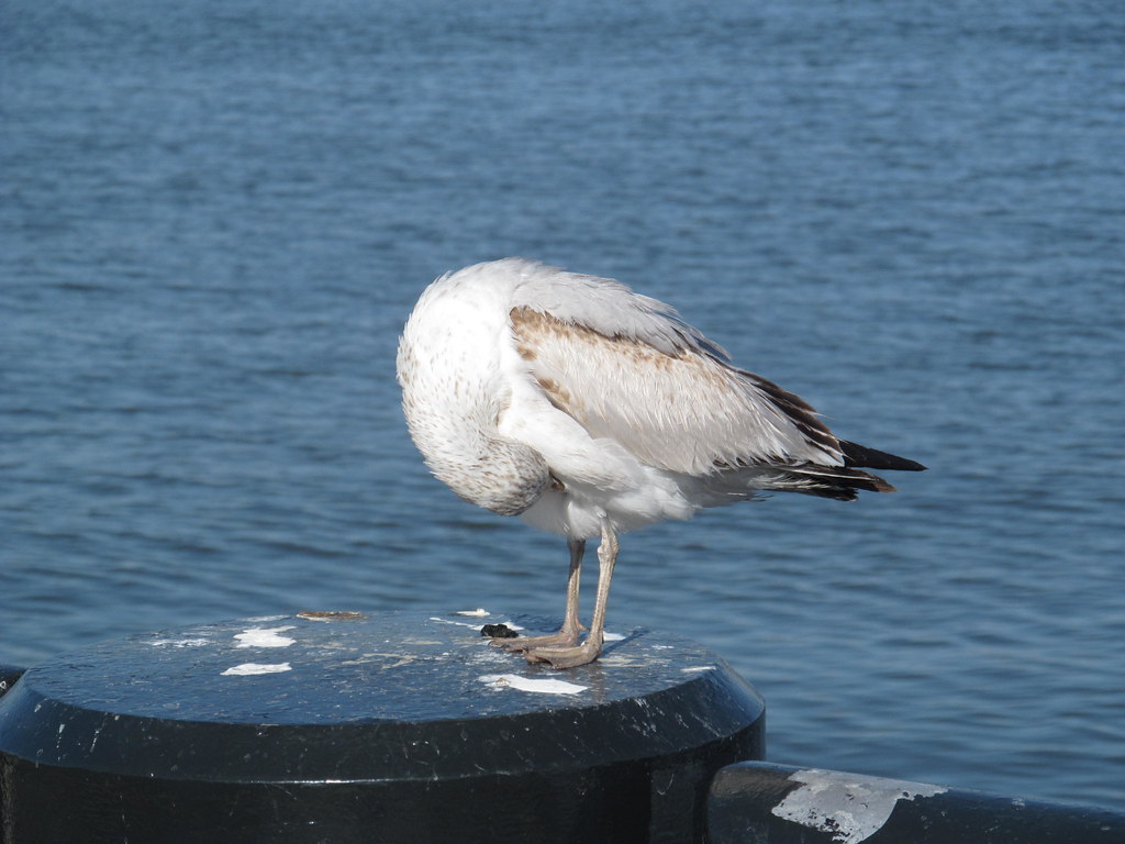 Charleston Waterfront Park boat ride