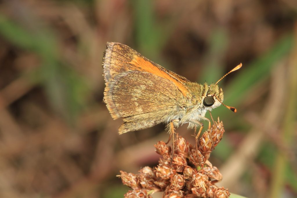 Everglades National Park boat ride